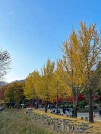 가을단풍 구경하기 좋은 “배론성지”🍁