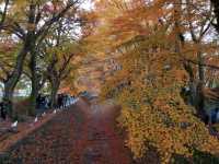 Autumn foliage at Fuji Kawaguchiko