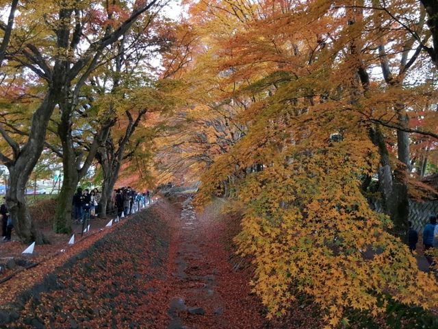 Autumn foliage at Fuji Kawaguchiko