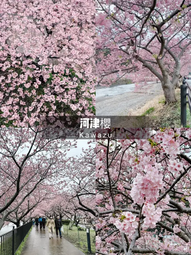 伊豆🇯🇵河津櫻· 最早的櫻花！🌸千萬不能錯過！