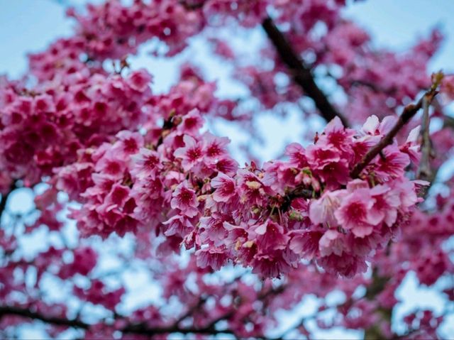 🌸ซากุระเมืองไทย🌸