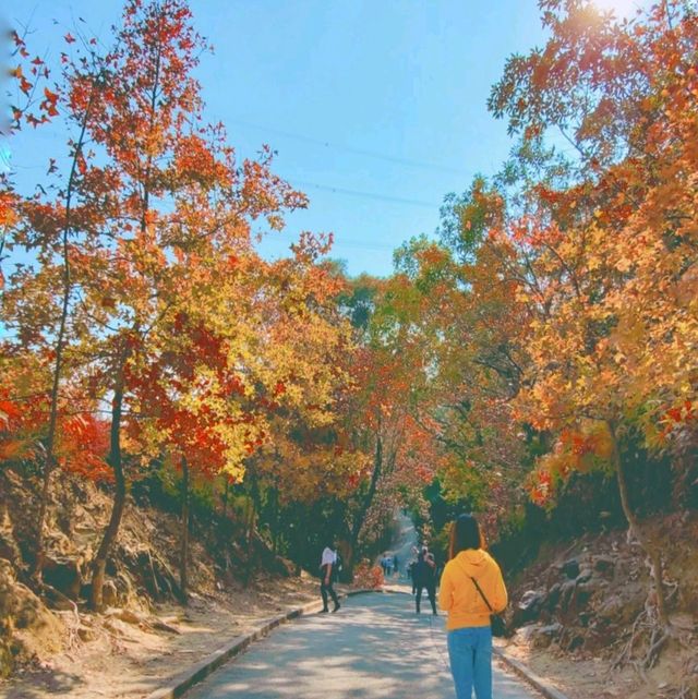 大棠千島湖(欣賞紅葉)