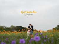 ดอกทานตะวัน สวนรถไฟ