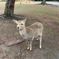 奈良公園一日遊❤️餵鹿經驗🦌