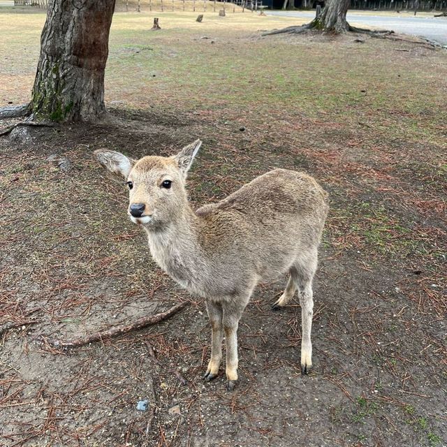 奈良公園一日遊❤️餵鹿經驗🦌