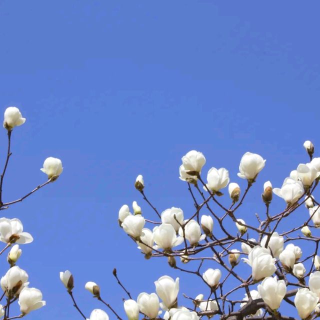 꽃이 만발한 일산호수공원!