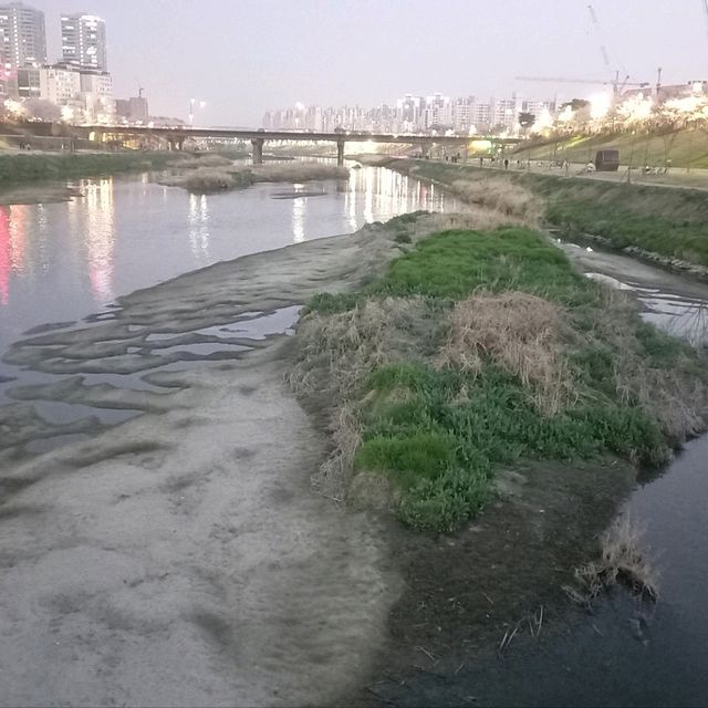 2023년 3월  안양천벚꽃 