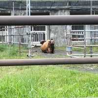 【東京都/伊豆大島】東京都立大島公園動物園