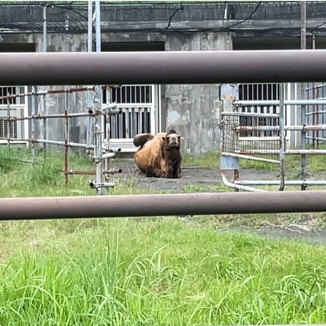 【東京都/伊豆大島】東京都立大島公園動物園