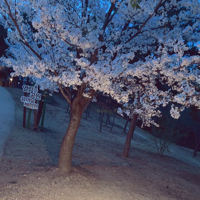 멀리가지 않아도 즐길수 있는 봄