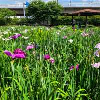 เทศกาลดอกไอริส 花じょうぶ祭