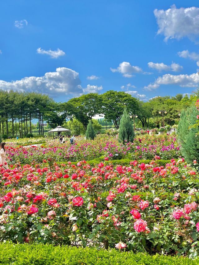 🌹과천 장미축제 - 서울대공원 장미원🌹