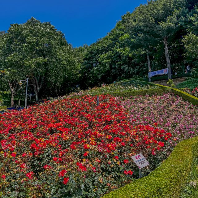 🌹아직도 ‘여기’ 장미 축제 안 가보셨나요?🌹
