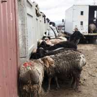 동물을 사고 파는 일요일 가축 시장인 Livestock Bazar 🇰🇬