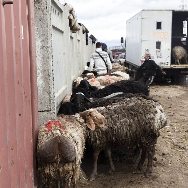 동물을 사고 파는 일요일 가축 시장인 Livestock Bazar 🇰🇬