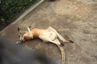 鹿兒島平川動物園探險之旅