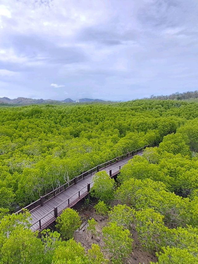 ไปหัวหิน แวะเที่ยวป่าชายเลนที่ปราณบุรี