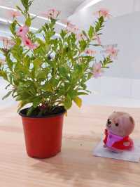 荃灣｜如心廣場｜夏日打卡好去處