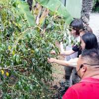 Exploring biggest Fruit Farm in Desaru Johor