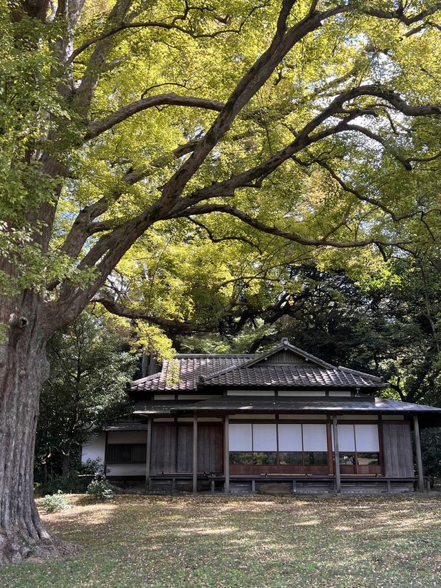 東京【駒込】六義園