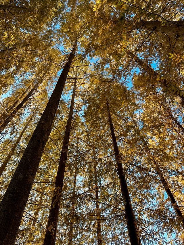 가을옷 예쁘게 입은 청남대 메타세콰이어길🍂🍁