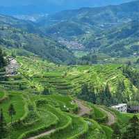 🌾🌄 洋嶺梯田～稻穗風光🏔️🌾🥾
