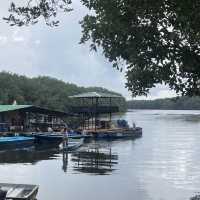 Experience the Mangrove tour in Desaru