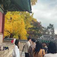 Ginko Tree at Sungkyunkwan Seoul