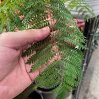 Botanical Sightseeing at Far East Flora HQ
