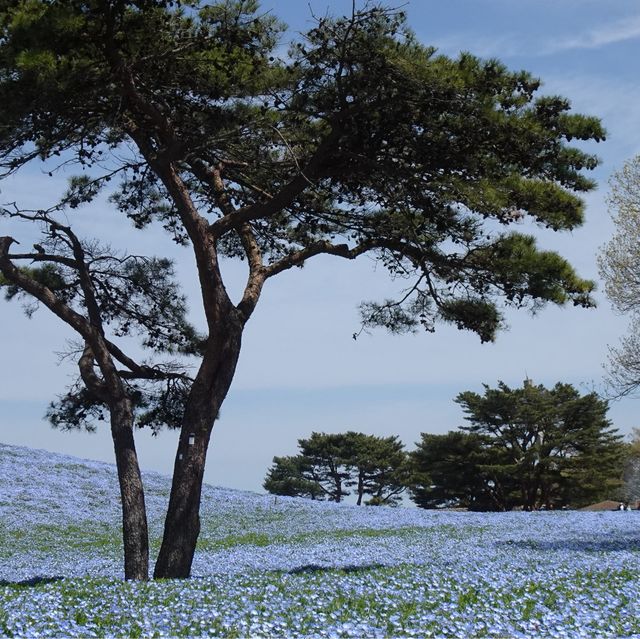 【國營日立海濱公園】藍粉蝶的夢幻山丘📷🦋