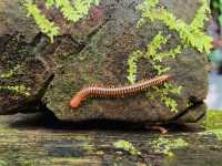 Found red millipede in the heart of Mulu.