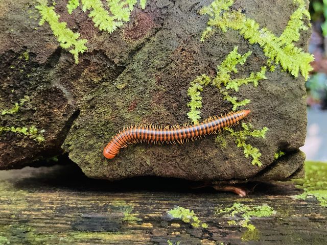 Found red millipede in the heart of Mulu.