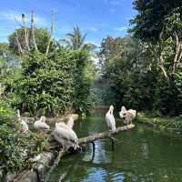 CNY at Singapore Zoo and Bird Paradise 