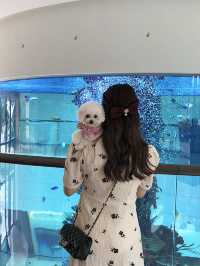令人感到賓至如歸的寵物友善酒店-香港海洋公園萬豪酒店