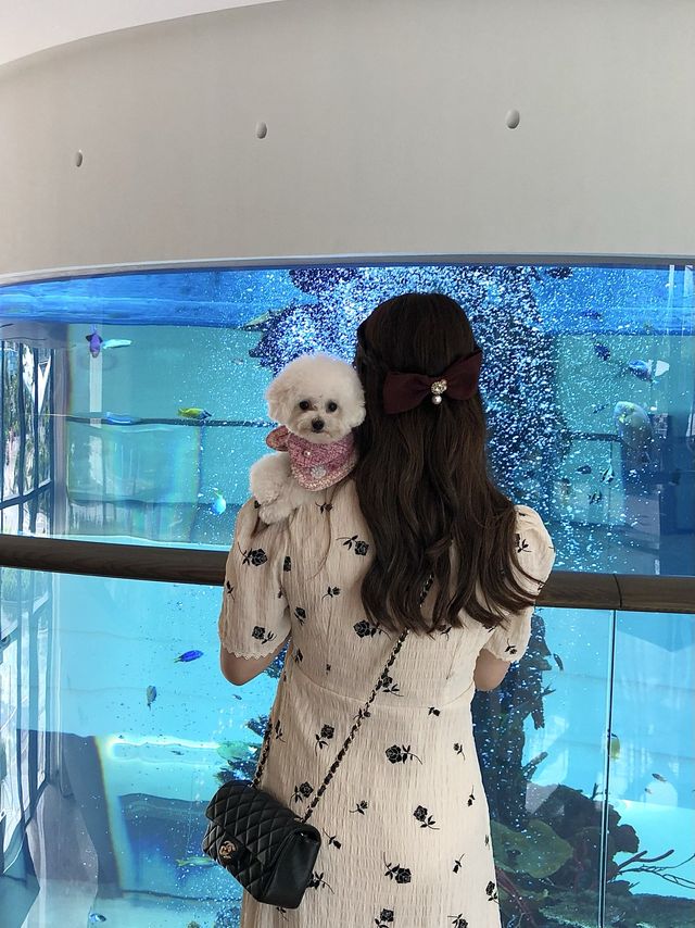 令人感到賓至如歸的寵物友善酒店-香港海洋公園萬豪酒店