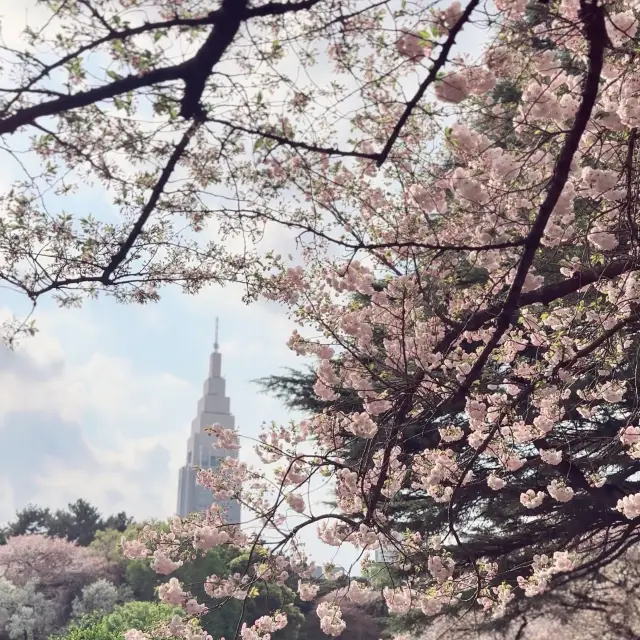 【新宿】都内屈指のお花見スポット🌸新宿御苑 攻略