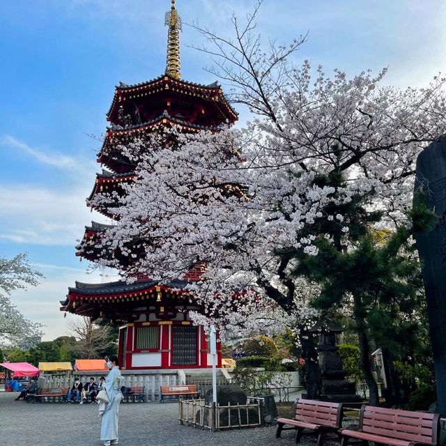 🌸ชมซากุระ ไหว้พระขอพร ที่วัด Kawasaki Daishi 