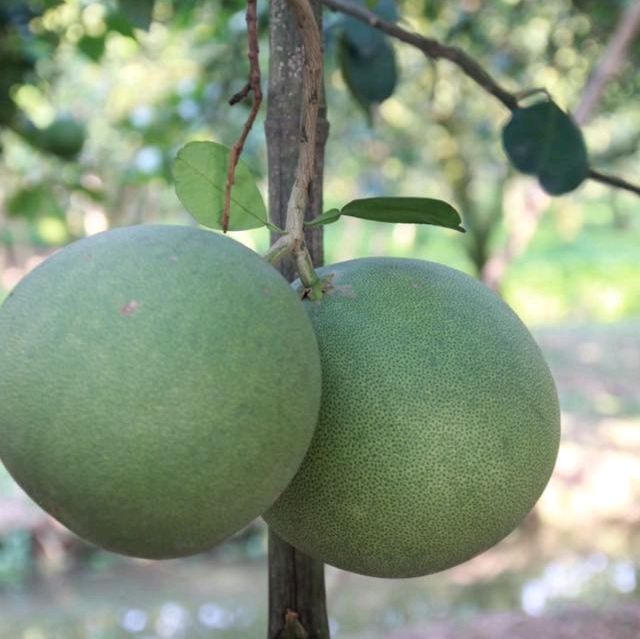 สวนส้มโอโชคชัย