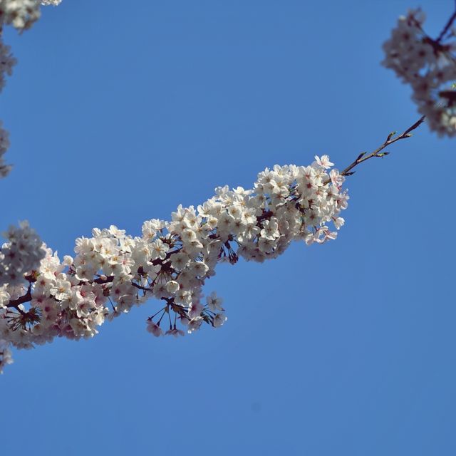 🌸 제주시의 봄을 대표하는 명소, 전농로벚꽃거리