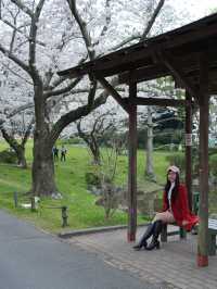 Hamamatsu Flower Park สวนดอกไม้ซากุระบานฉ่ำ