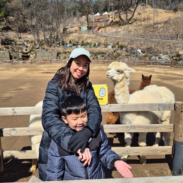 Alpaca World in Seoul