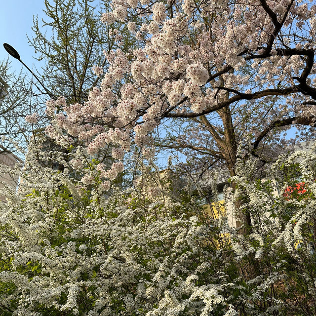 안양천의 벚꽃길을 따라 자전거 여행, 학운공원🌸