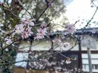 平野神社～京都賞櫻必去