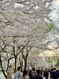 벚꽃축제는 석촌호수에서🌸