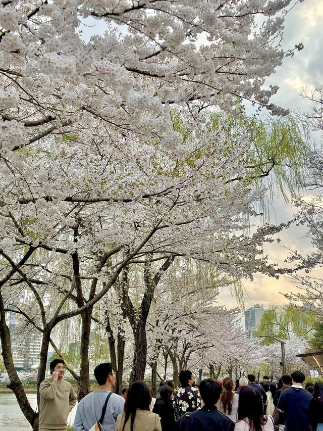 벚꽃축제는 석촌호수에서🌸