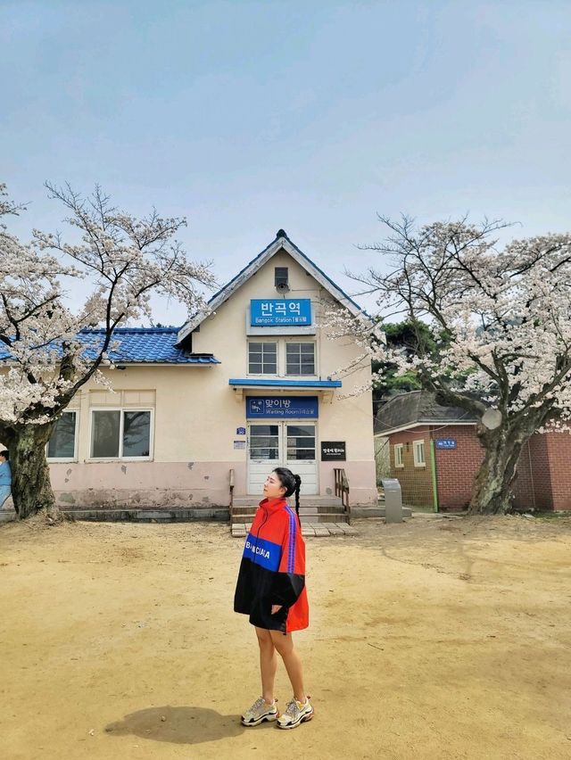 원주 벚꽃명소 반곡역🌸