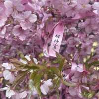 桜神宮