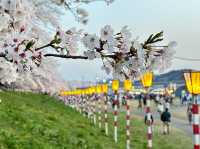 🌸【日本宮城縣】🌸白石川堤櫻花隧道，攝影愛好者和櫻花愛好者的天堂