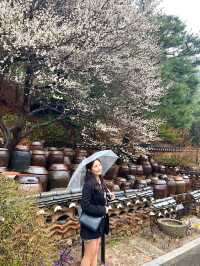 벚꽃없는 벚꽃여행이지만 어쩌다 마주친 화담숲 수선화축제🎉