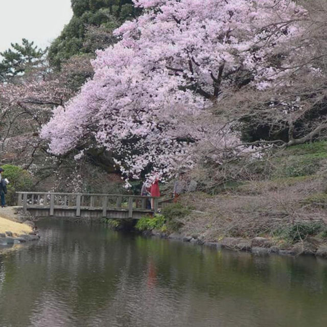 🎏Sakura Iwakura Festival🎏